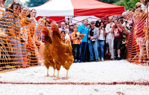 Cuộc thi gà chạy nước rút độc nhất vô nhị ở Anh - 8