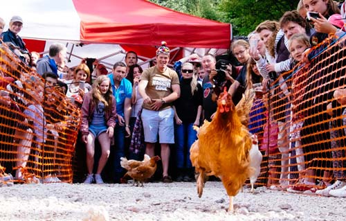 Cuộc thi gà chạy nước rút độc nhất vô nhị ở Anh - 9