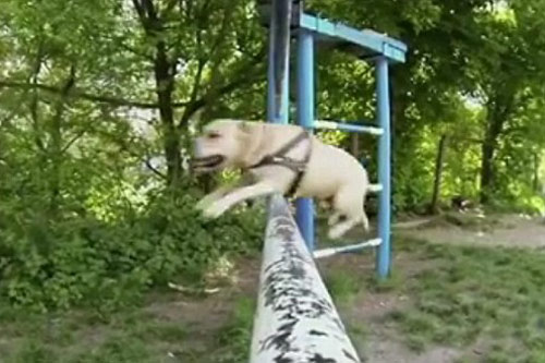 Chú chó nhảy parkour "đỉnh" nhất thế giới - 2